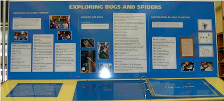 exploring bugs and spiders display